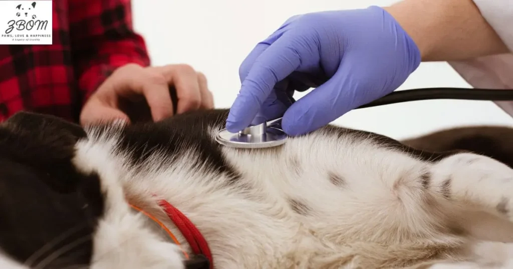 Laser Neutering for Dogs
