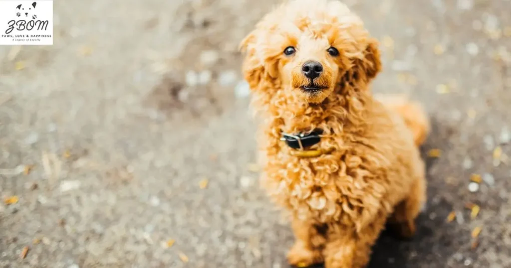 Long-Term Considerations