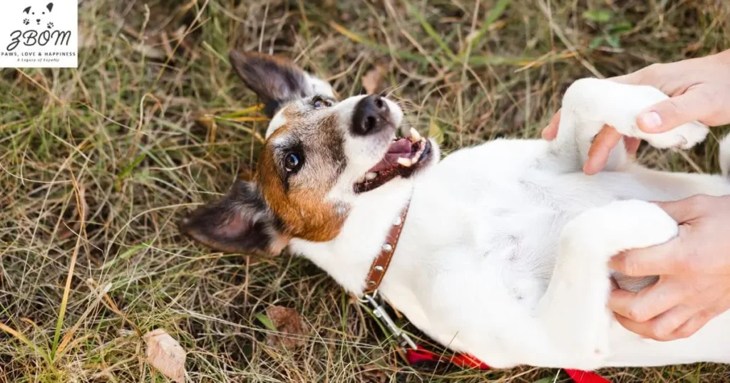 Preventing & Treating Tick-Borne Illnesses in Dogs