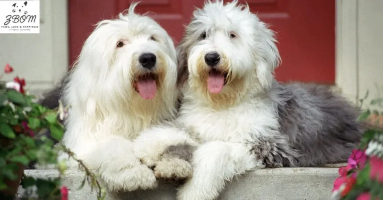 Teacup Maltipoo for Sale Los Angeles