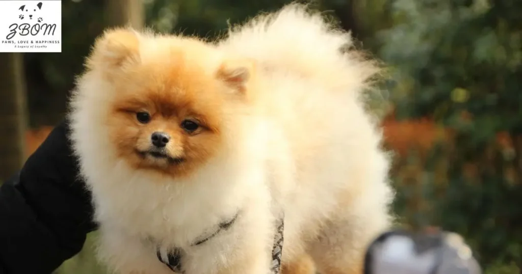 The First Few Days at Home