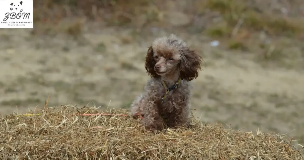 The Ideal Bedlington Owner