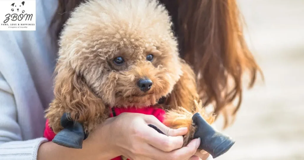 The True Cost of Maltipoo Ownership in Seattle