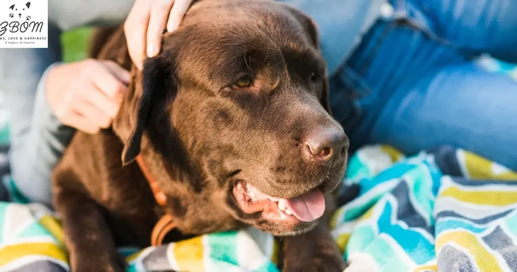 Tick Diseases in Dogs