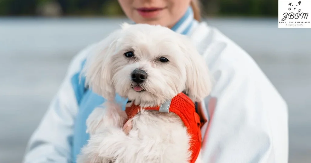 Training and Socialization