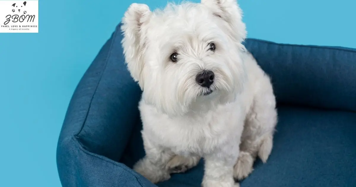 What Makes Mini Bedlington Terriers Unique