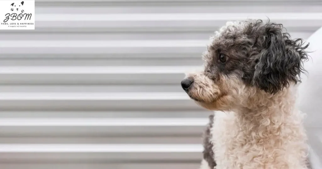 What Makes Mini Bedlington Terriers Unique