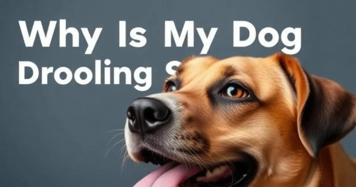Why Is My Dog Drooling So Much