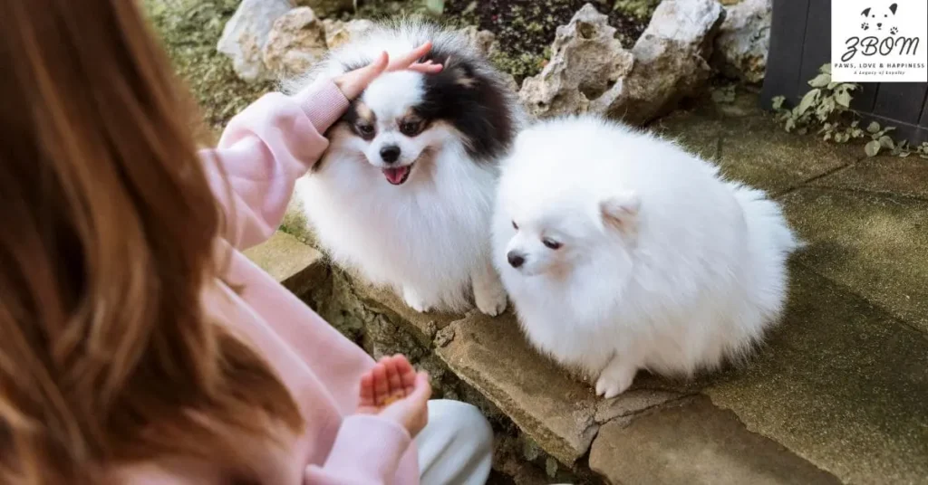 Available Puppies and Our Breeding Program