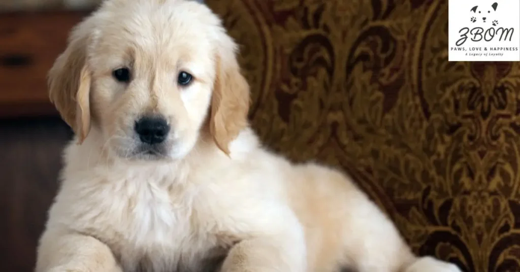 Best Places to Buy Coton de Tulear Puppies in Miami