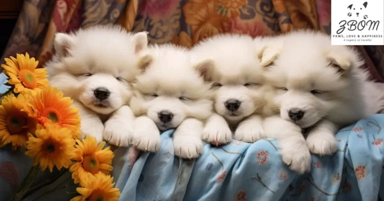 best rolly teacup puppies for sale delaware