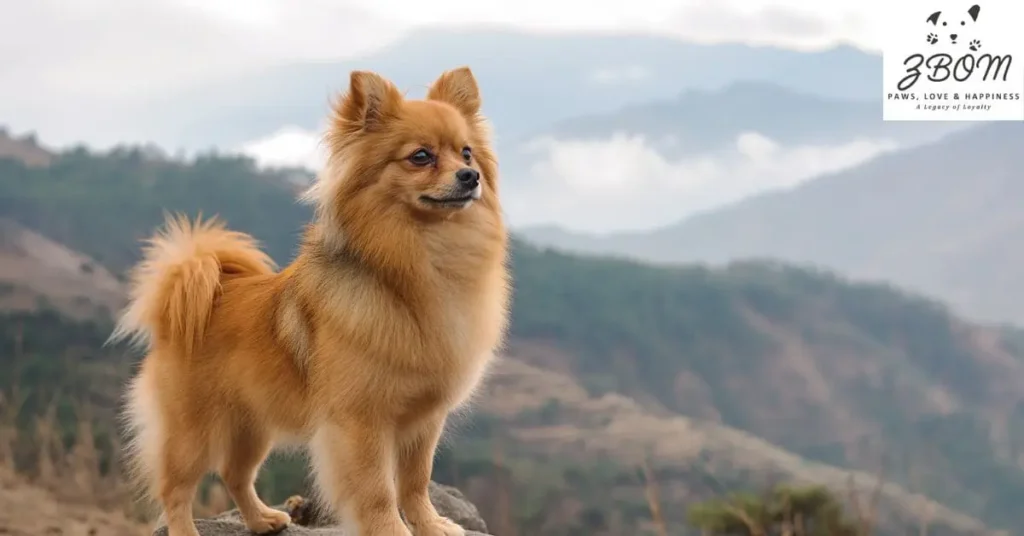 challenges of raising 2 pomeranian puppies together