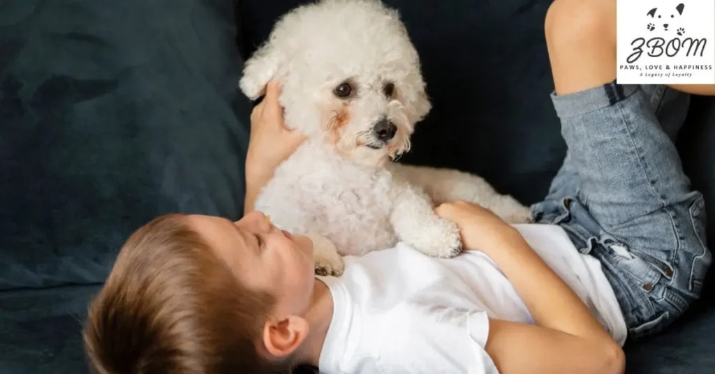 Coton de Tulear Breed Characteristics