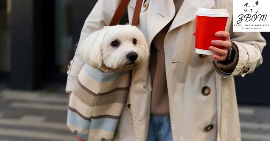 Coton de Tulear Physical Features