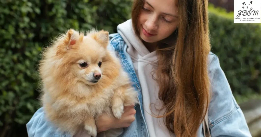 Current Available Puppies