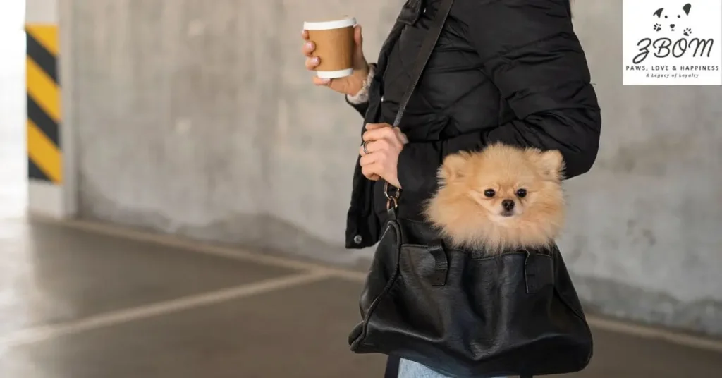 essential toy expenses