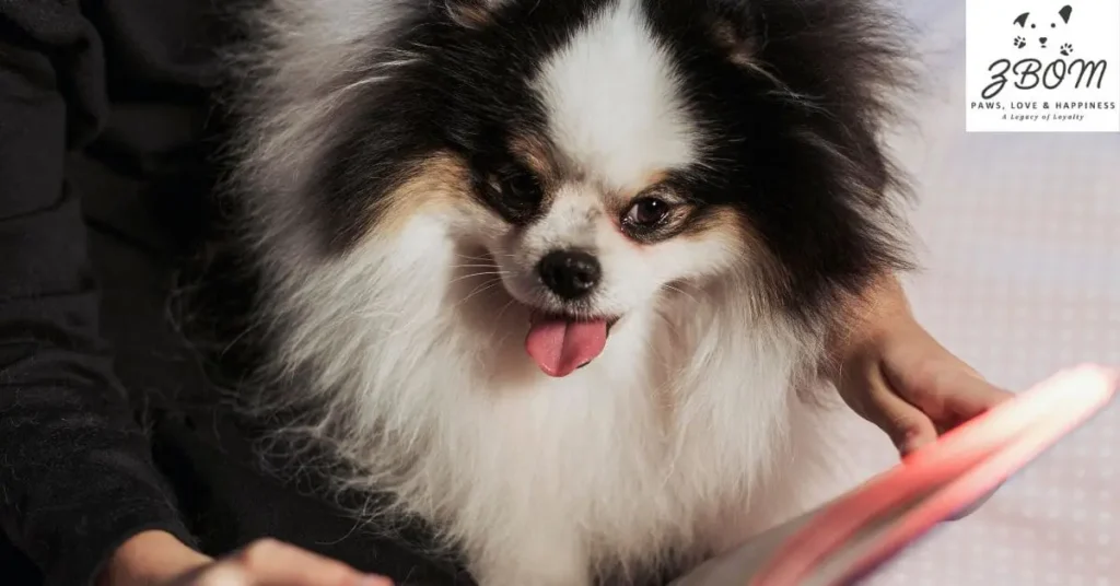 how much should you expect to pay for a pomsky