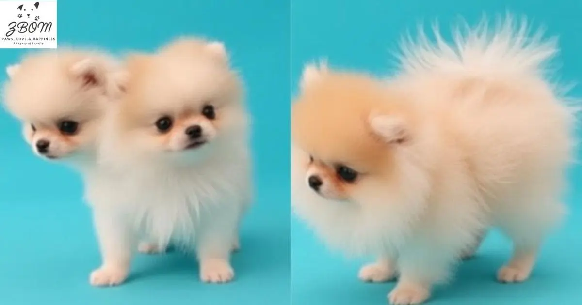 How to Find Teacup Pomeranians for Sale in Dallas