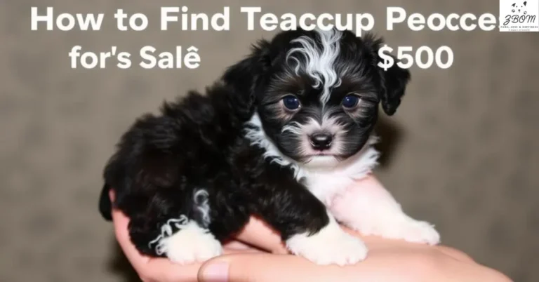 how to find teacup poodles for sale under dollar500