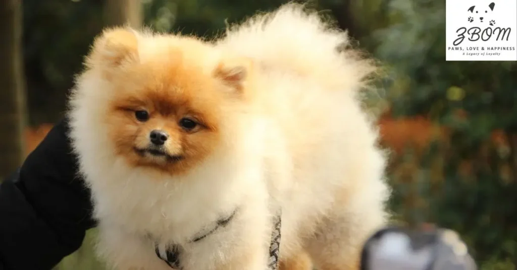 our deep roots in korea's dog industry