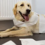 rolly teacup puppies health issues