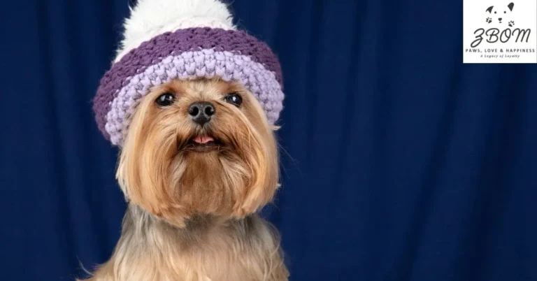 Teacup Chinese Crested