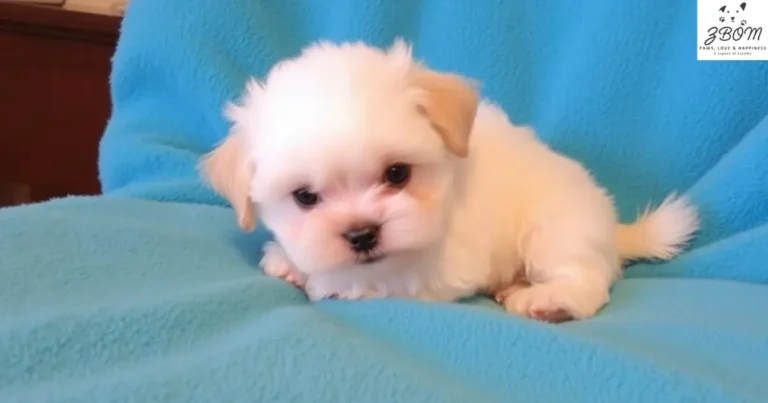 teacup maltipoo for sale toronto