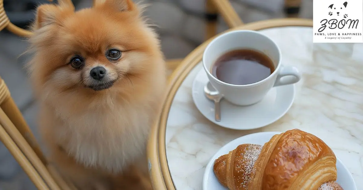 Teacup Yorkie for Sale