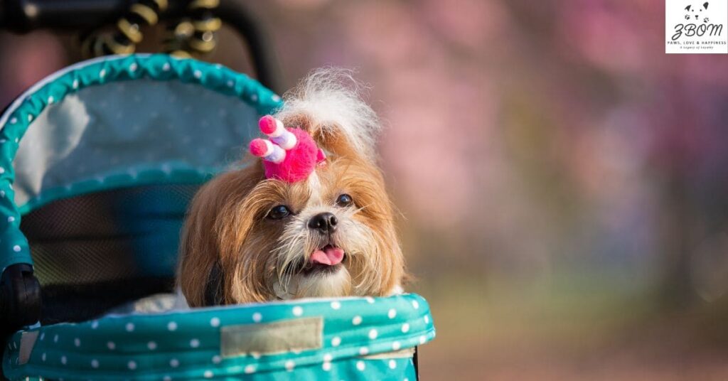 The Affectionate Nature of Teacup Maltese