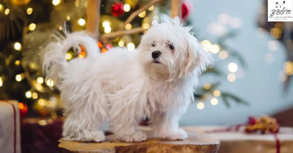 The Delightful Temperament of the Teacup Maltese