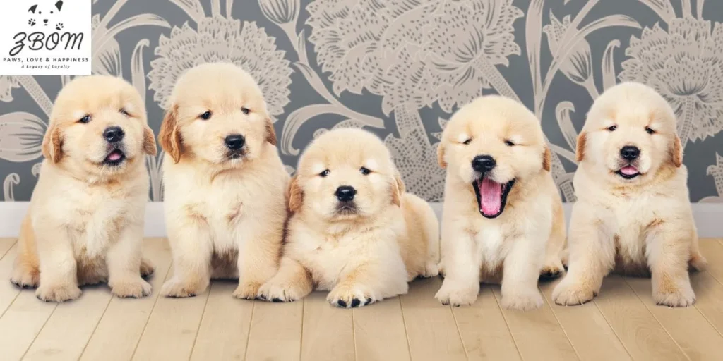 Toy Maltipoo Size Guide