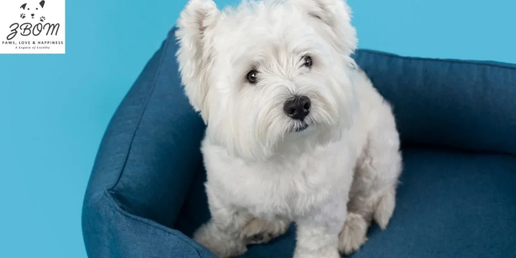 Typical Maltipoo Weight Averages