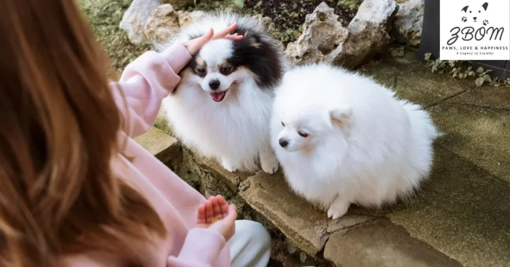 Understanding the Maltipoo Breed