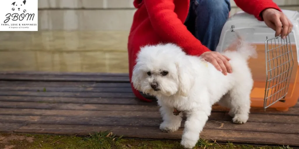 Understanding the Teacup Maltipoo Breed