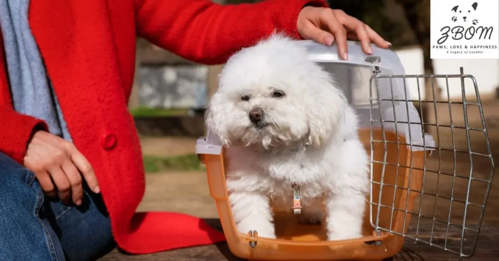 what daily care do teacup puppies require for proper care