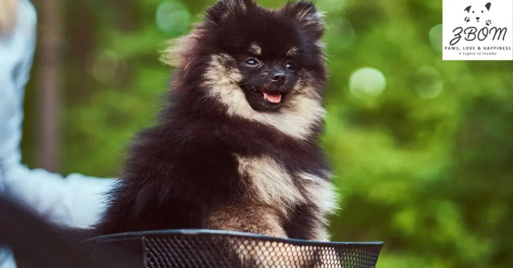 what factors determine pomsky pricing