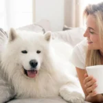 where can i buy a teacup puppy