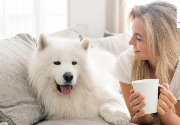 where can i buy a teacup puppy