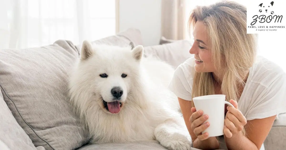 where can i buy a teacup puppy