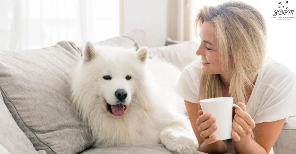 Where Did Teacup Maltese Dogs Come From