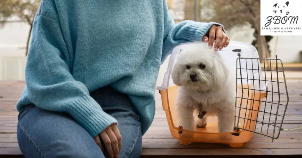 Your Complete Guide to Finding Teacup Yorkie Puppies in Michigan