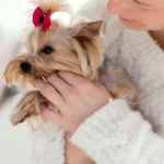 How to Care for Your Silver Maltipoo