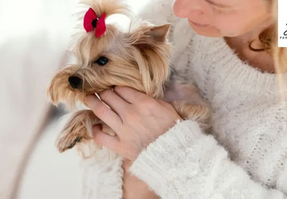 How to Care for Your Silver Maltipoo