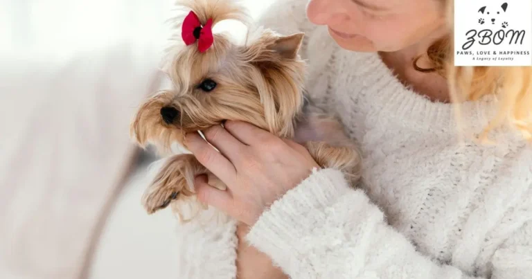 How to Care for Your Silver Maltipoo